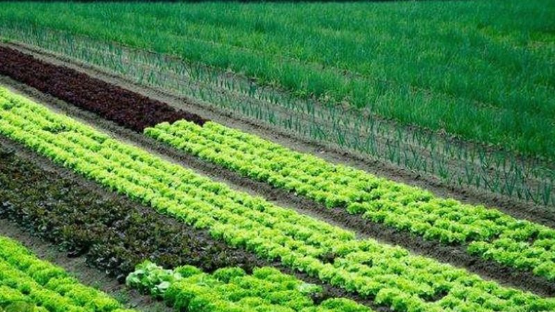 复合肥可以分为氮磷钾型、氮磷型、氮钾型等。以下是一些常见复合肥的类型及特点：