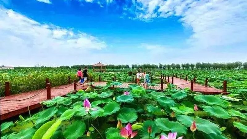 家庭小型种植项目，如何打造高效生态园？**