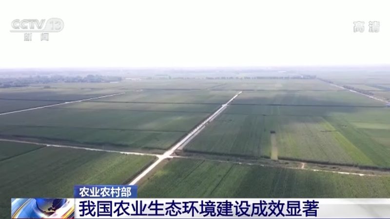 金桔盆栽，阳台上的甜蜜守护**