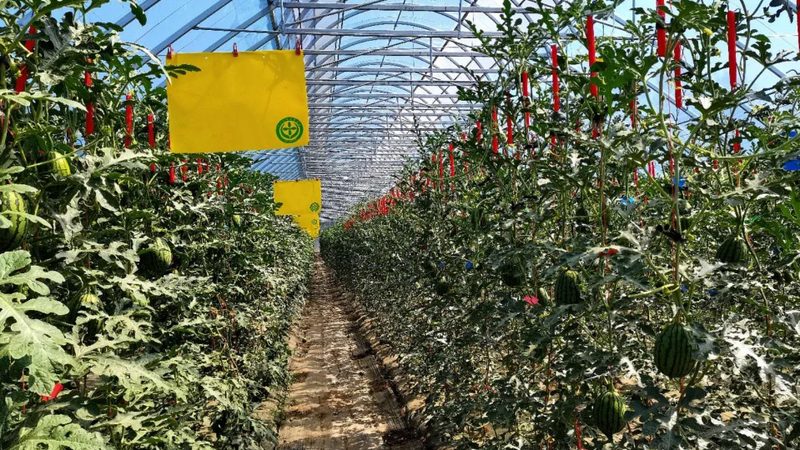 屋顶种水果自动灌溉系统：参数解析与选型要点