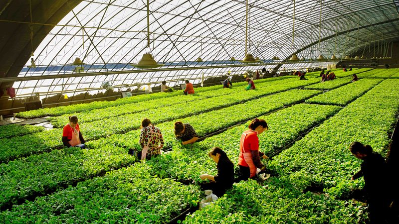 蓝莓种植规格要求和方法，你真的了解到位了吗
