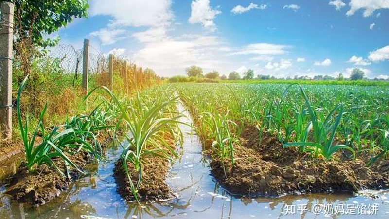 反季节水果种植：产量参数解析与优化策略**