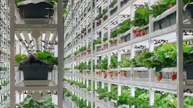 玻璃温室大棚：揭秘其成本构成与性价比